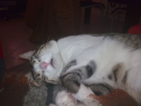 Picture of a cat / kitten / feline