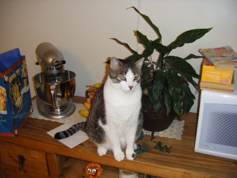 Picture of a cat / kitten / feline