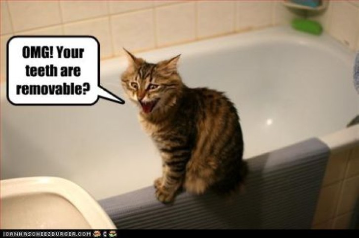 Picture of a cat / kitten / feline