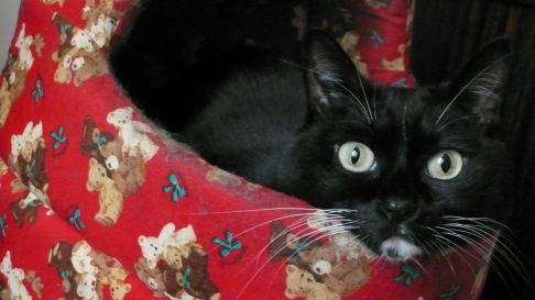 Picture of a cat / kitten / feline