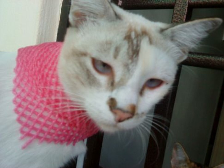 Picture of a cat / kitten / feline