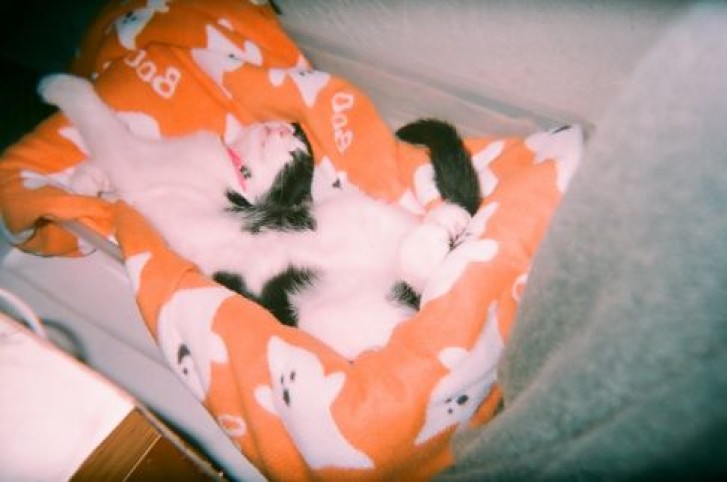 Picture of a cat / kitten / feline