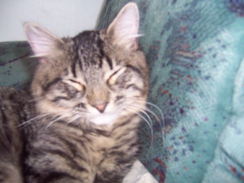 Picture of a cat / kitten / feline