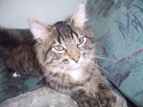 Picture of a cat / kitten / feline