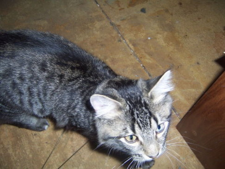 Picture of a cat / kitten / feline