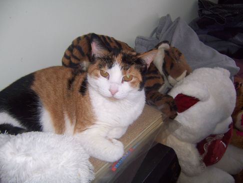 Picture of a cat / kitten / feline