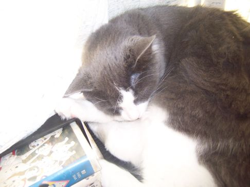 Picture of a cat / kitten / feline