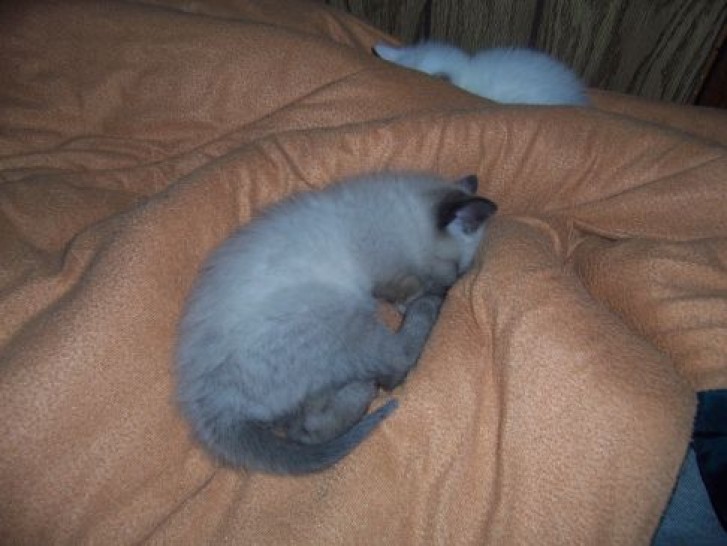 Picture of a cat / kitten / feline