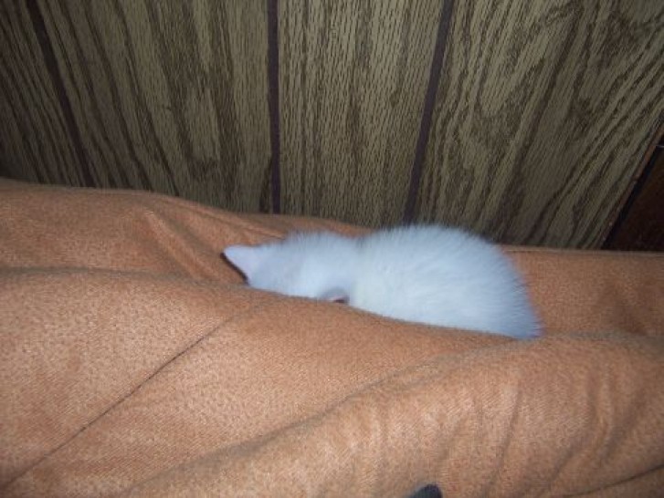 Picture of a cat / kitten / feline