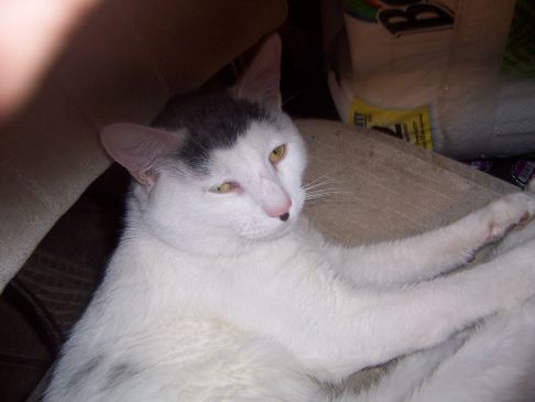 Picture of a cat / kitten / feline