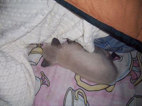 Picture of a cat / kitten / feline