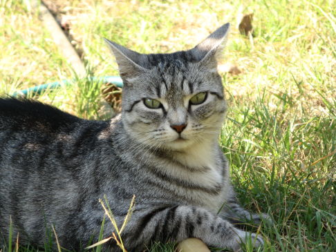 Picture of a cat / kitten / feline