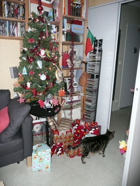 Picture of a cat / kitten / feline