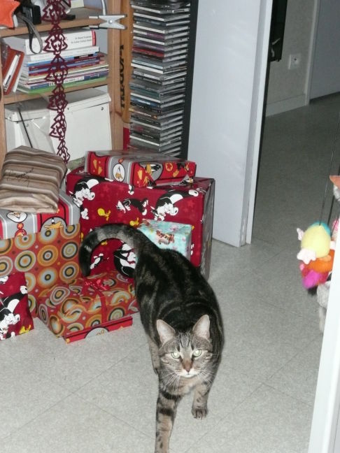 Picture of a cat / kitten / feline