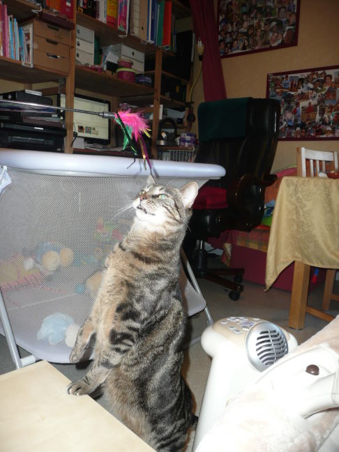 Picture of a cat / kitten / feline