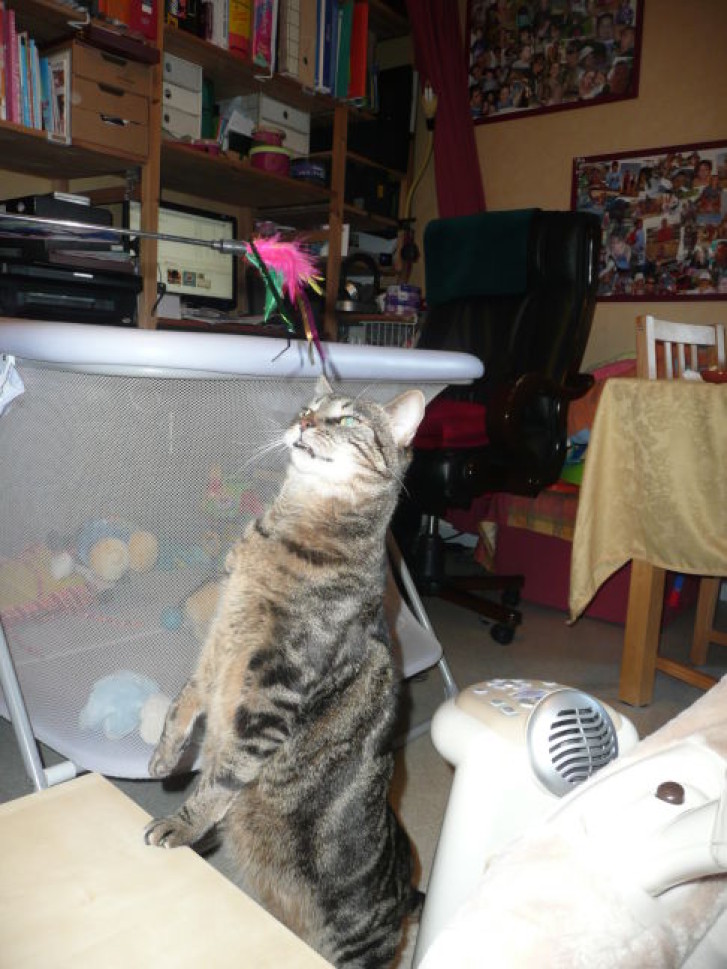 Picture of a cat / kitten / feline