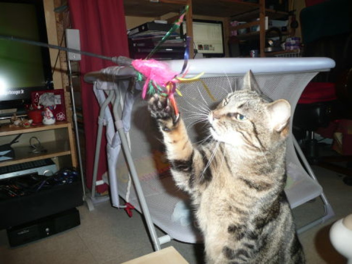 Picture of a cat / kitten / feline