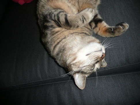 Picture of a cat / kitten / feline