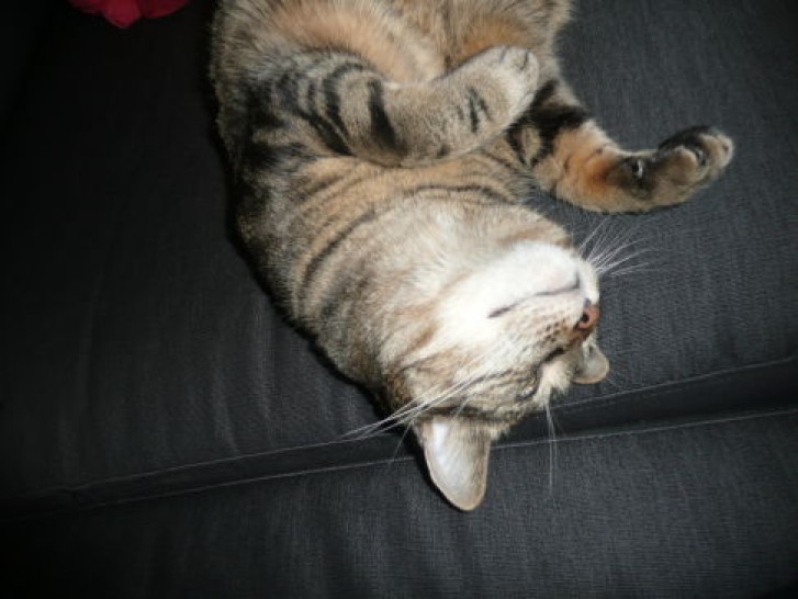 Picture of a cat / kitten / feline