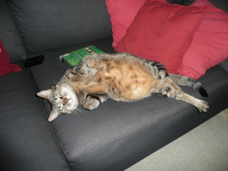 Picture of a cat / kitten / feline