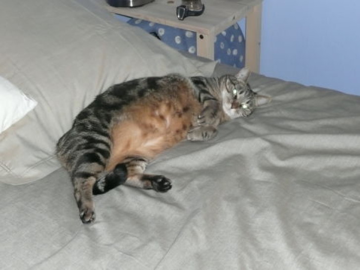 Picture of a cat / kitten / feline