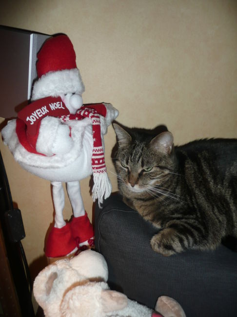 Picture of a cat / kitten / feline