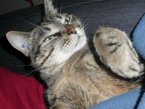 Picture of a cat / kitten / feline