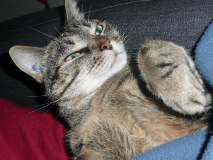 Picture of a cat / kitten / feline