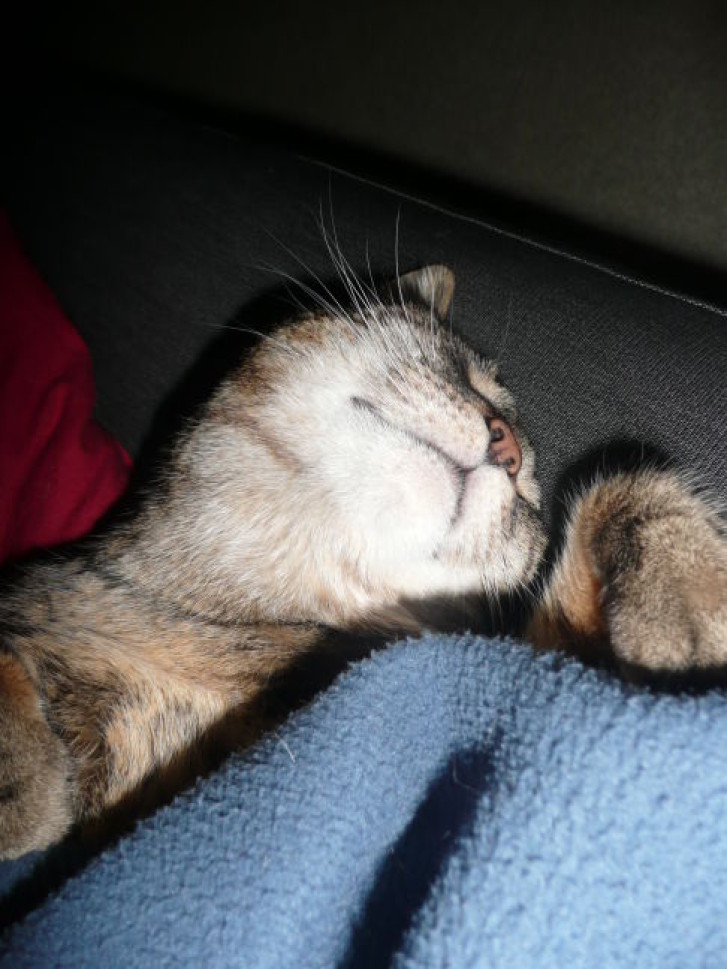 Picture of a cat / kitten / feline