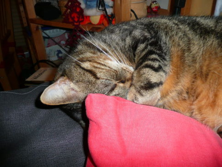 Picture of a cat / kitten / feline