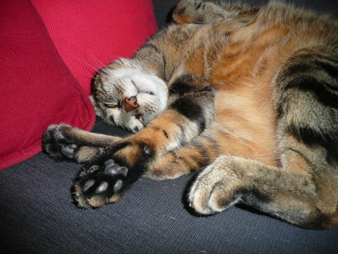 Picture of a cat / kitten / feline