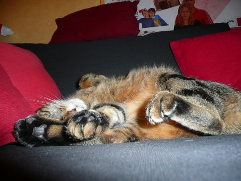 Picture of a cat / kitten / feline