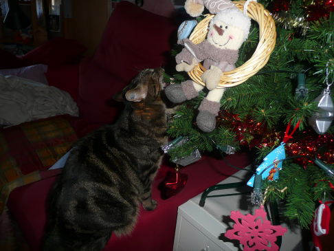 Picture of a cat / kitten / feline