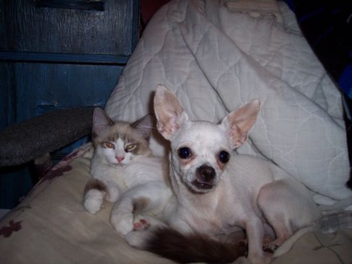 Picture of a cat / kitten / feline