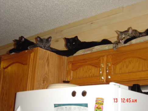 Picture of a cat / kitten / feline