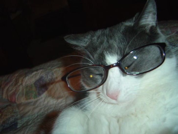 Picture of a cat / kitten / feline