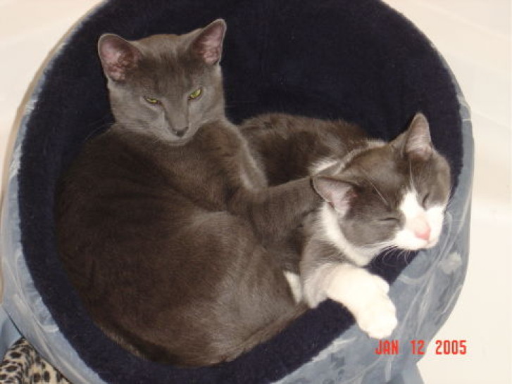 Picture of a cat / kitten / feline