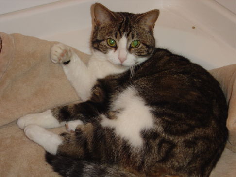 Picture of a cat / kitten / feline