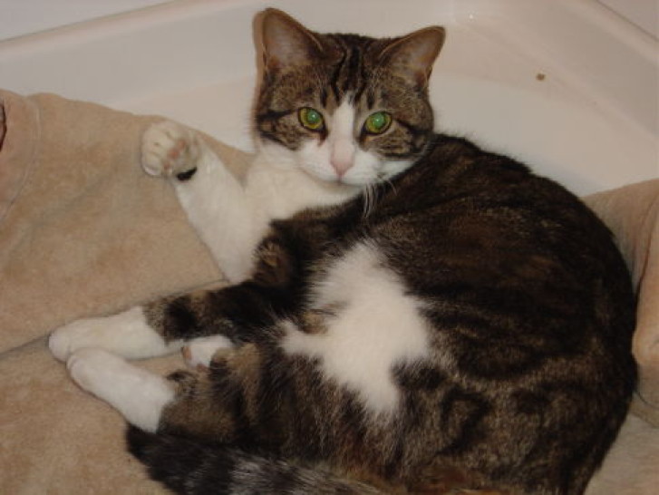 Picture of a cat / kitten / feline