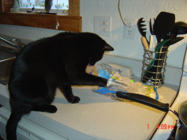 Picture of a cat / kitten / feline