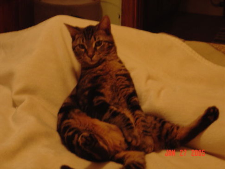 Picture of a cat / kitten / feline