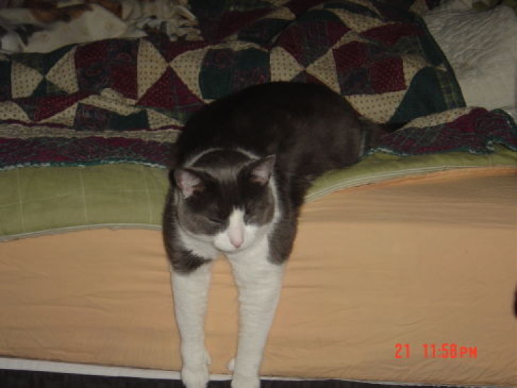 Picture of a cat / kitten / feline