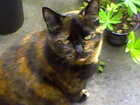 Picture of a cat / kitten / feline