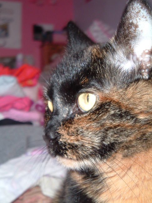 Picture of a cat / kitten / feline