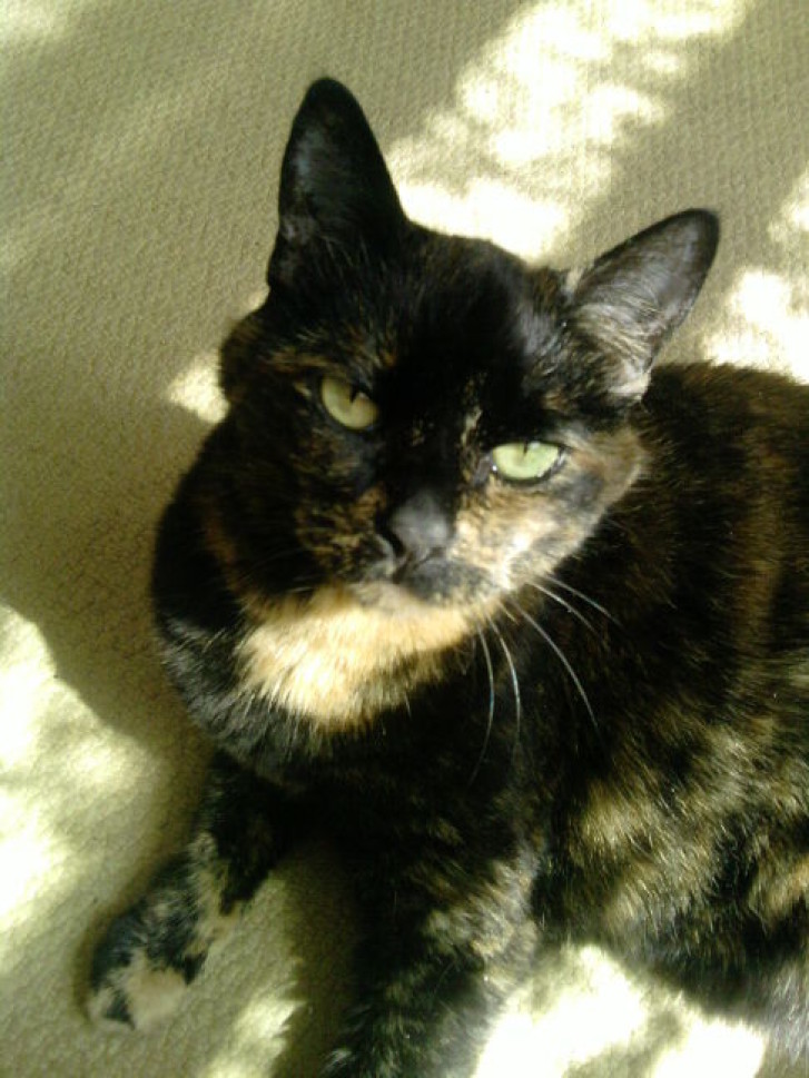 Picture of a cat / kitten / feline