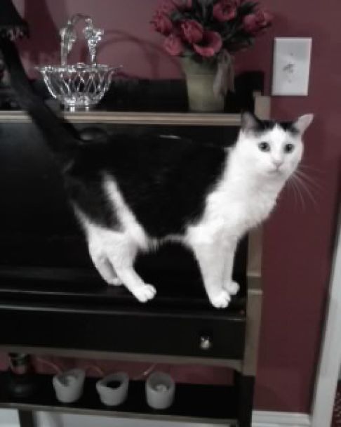 Picture of a cat / kitten / feline