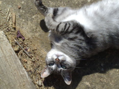 Picture of a cat / kitten / feline