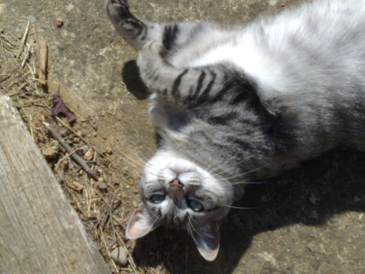 Picture of a cat / kitten / feline