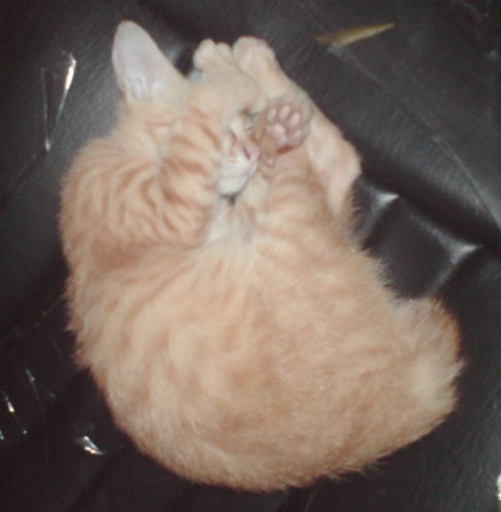 Picture of a cat / kitten / feline