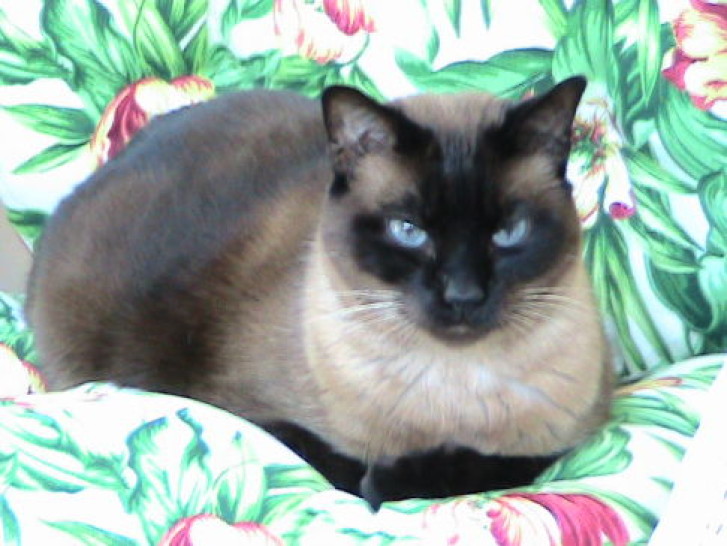 Picture of a cat / kitten / feline